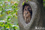 Tawny Owl (Strix aluco)