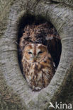 Tawny Owl (Strix aluco)