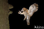 Tawny Owl (Strix aluco)