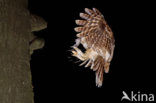 Tawny Owl (Strix aluco)