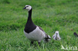 Brandgans (Branta leucopsis)