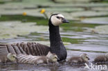 Brandgans (Branta leucopsis)