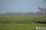 Brandgans (Branta leucopsis)