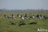 Brandgans (Branta leucopsis)