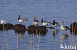 Brandgans (Branta leucopsis)