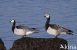 Brandgans (Branta leucopsis)