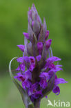 Brede orchis (Dactylorhiza majalis ssp. majalis) 