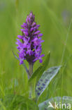 Brede orchis (Dactylorhiza majalis ssp. majalis) 