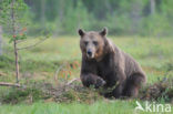 Bruine beer (Ursus arctos)