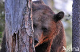 Bruine beer (Ursus arctos)