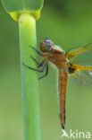 Bruine korenbout (Libellula fulva) 