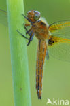 Bruine korenbout (Libellula fulva) 