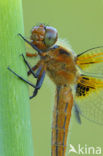 Bruine korenbout (Libellula fulva) 