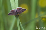 Bruine vuurvlinder (Lycaena tityrus) 