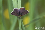 Bruine vuurvlinder (Lycaena tityrus) 