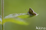 Sooty Copper (Lycaena tityrus)