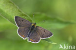 Bruine vuurvlinder (Lycaena tityrus) 