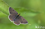 Sooty Copper (Lycaena tityrus)