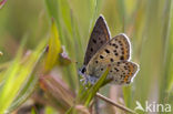 Bruine vuurvlinder (Lycaena tityrus) 