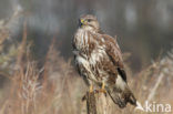 Common Buzzard (Buteo buteo)