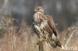 Common Buzzard (Buteo buteo)
