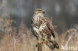 Common Buzzard (Buteo buteo)
