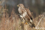 Common Buzzard (Buteo buteo)