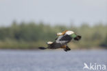 Ruddy Shelduck (Tadorna ferruginea)