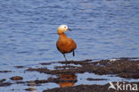 Ruddy Shelduck (Tadorna ferruginea)