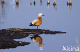 Ruddy Shelduck (Tadorna ferruginea)