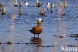 Ruddy Shelduck (Tadorna ferruginea)