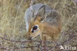 Damara Dikdik (Madoqua damarensis)