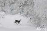 Fallow Deer (Dama dama)