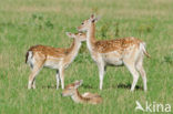 Fallow Deer (Dama dama)