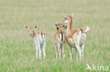 Fallow Deer (Dama dama)