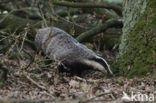 Badger (Meles meles)