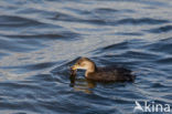 Dodaars (Tachybaptus ruficollis)