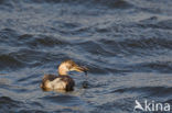 Dodaars (Tachybaptus ruficollis)