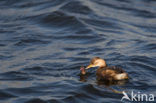 Dodaars (Tachybaptus ruficollis)