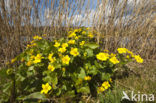 Dotterbloem (Caltha palustris)