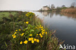 Marsh Marigold (Caltha palustris)