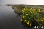 Marsh Marigold (Caltha palustris)