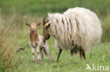 Drents heideschaap (Ovis domesticus)