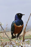 Superb Starling (Lamprotornis superbus)