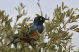 Superb Starling (Lamprotornis superbus)