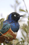 Driekleurenglansspreeuw (Lamprotornis superbus)