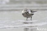 Drieteenstrandloper (Calidris alba)