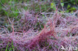 Common Dodder (Cuscuta epithymum)