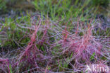 Common Dodder (Cuscuta epithymum)