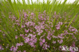 Echte koekoeksbloem (Lychnis flos-cuculi)